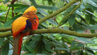 Colorful bird perched tree branch - rich vivid color free wallpaper