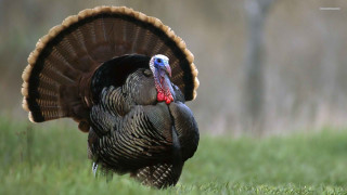 Turkey field grass head turned - a turkey free wallpaper