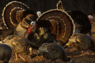 Turkeys group standing field together - kodachrome free wallpaper for desktop