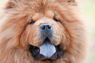 Dog closeup long tongue big - a long tongue free wallpaper