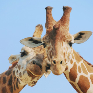 Giraffes touching necks close together - free animals wallpaper for tablet