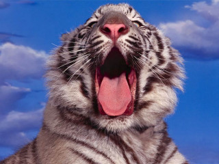 White tiger open mouth blue 3 - a white tiger free wallpaper