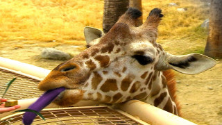 Giraffe eating purple object person - a giraffe free wallpaper