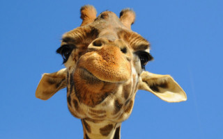 Giraffe head neck blue sky - facial feature free wallpaper