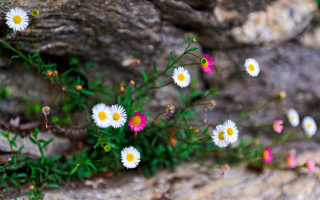 Flowers rock wall moss background - moss free wallpaper