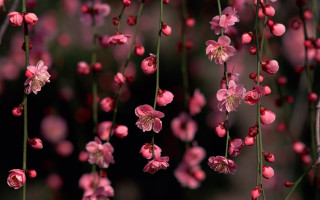 Pink flowers hanging tree branch 2 - chen chi free wallpaper