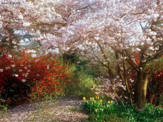 Garden path blooming flowers bench - free spring wallpaper
