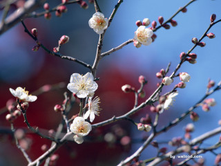 Branch white flowers blue sky 3 - a red building free wallpaper