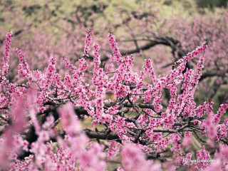 Pink flower tree grass field - a hill in the distance free wallpaper