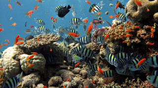 Large group fish swimming coral - other fish free wallpaper