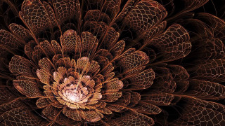 Large flower intricate center fractals - a large flower free wallpaper