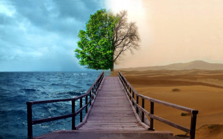 Wooden bridge tree beach water - sense of depth free wallpaper