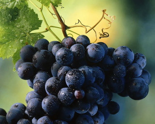 Grapes vine water droplets green - caravaggio free wallpaper