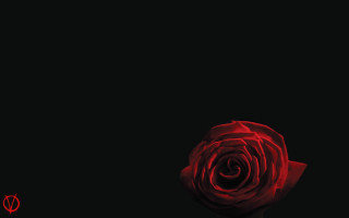 Red rose dark red light - caravaggio free wallpaper for desktop