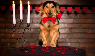 Dog red bowtie table candles - a brick wall behind free wallpaper