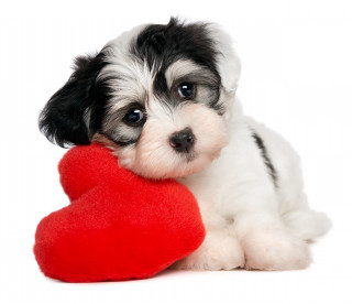 Small dog red heart black - puppy free wallpaper