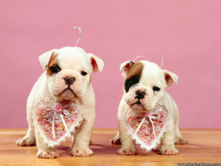 Two puppies bows lace rococo - two puppy free wallpaper