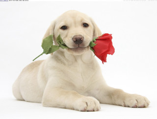 Dog red rose mouth sitting - cicely free wallpaper