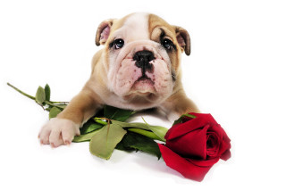 Puppy laying rose white background - a puppy free wallpaper for desktop