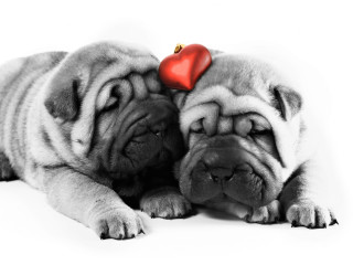 Dogs love heart old man - two dog free wallpaper for desktop