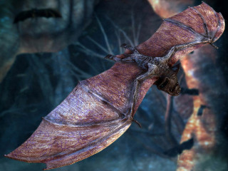 Bat flying wings spread head 2 - weta digital free wallpaper