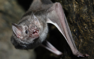 Hanging bat open mouth sharp - down free wallpaper