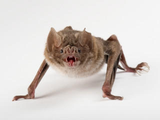 Bat mouth open teeth wide - grotesque free wallpaper