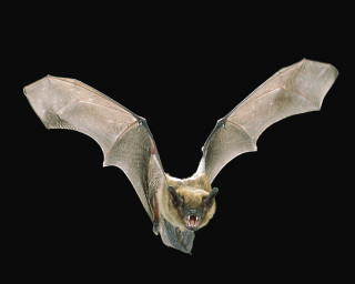 Bat wings open mouth teeth - mouth open free wallpaper