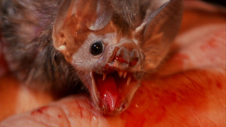 Bat closeup mouth open blood - grotesque free wallpaper