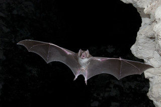 Bat flying night rocky cliff - anne nasmyth free wallpaper for desktop