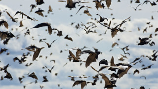 Flock birds flying cloudy sky 8 - carol bove free wallpaper