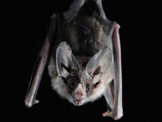 Bat hanging upside down black - upside free wallpaper