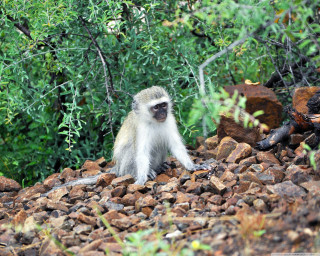 Monkey sitting pile rocks trees - a monkey free wallpaper for desktop