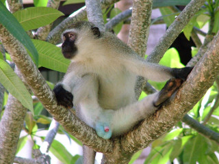 Monkey sitting tree looking distance - a monkey free wallpaper