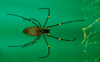 Yellow black spider body legs - a green surface free wallpaper
