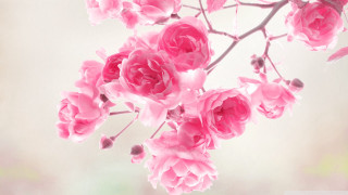Pink flowers branch blurry background - a bunch free wallpaper