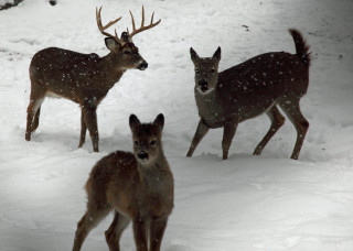 Three deer snow heads turned - leesha hannigan free wallpaper for desktop