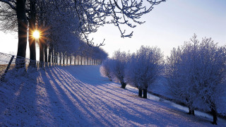 Snowy path trees fence sunset 2 - a flemish baroque free wallpaper