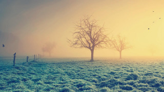 Foggy field tree birds flying - volumetric fog free wallpaper