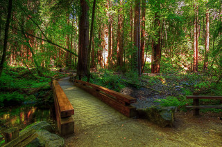 Wooden bench wooden walkway forest - tree and ferns free wallpaper