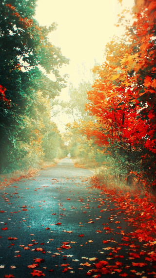 Autumn leaves road trees sunset - a bunch of trees free wallpaper