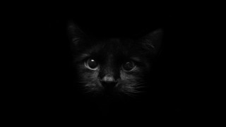 Black cat sad look dark - a black cat free wallpaper for desktop