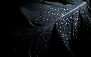 Feather water droplets black white - fiona stephenson free wallpaper for desktop