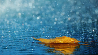 Leaf floating rain water blue 2 - rain free wallpaper