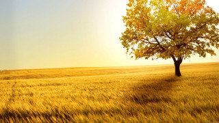 Lone tree golden grass sunset 3 - a lone tree in a field free wallpaper