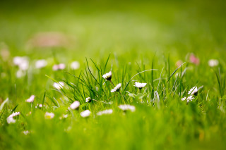 Field grass white flowers blurry - a blurry background of grass free wallpaper for desktop