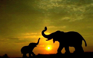 Elephants sunset field couple standing 2 - amédée ozenfant free wallpaper for desktop
