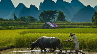Man plowing field buffalo house - dai xi free wallpaper