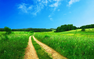 Dirt road lush green field 4 - a lush green field free wallpaper