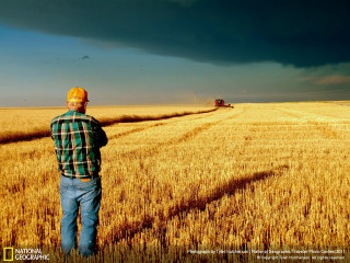Man field wheat cloudy sky - a field of wheat under a cloudy sky free wallpaper